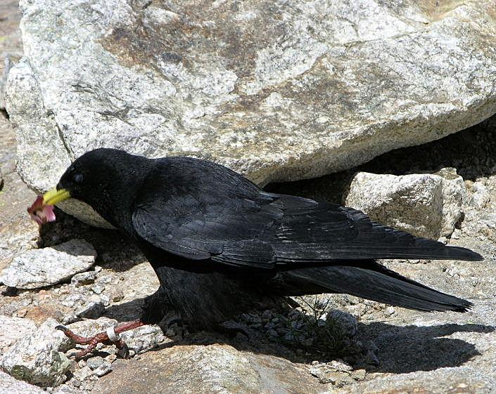Gracchio alpino - Pyrrhocorax graculus